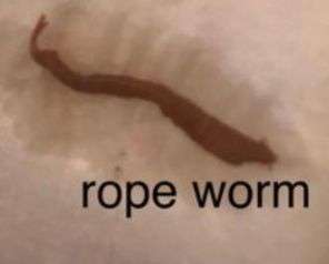 Ropeworm